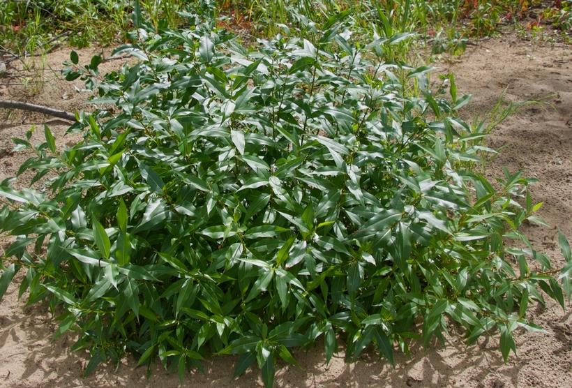 Salix lucida Shining Willow