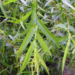 Salix nigra Black Willow