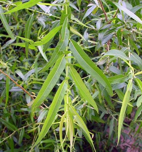 Salix nigra Black Willow