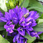 Campanula glomerata Superba Clustered Bellflower