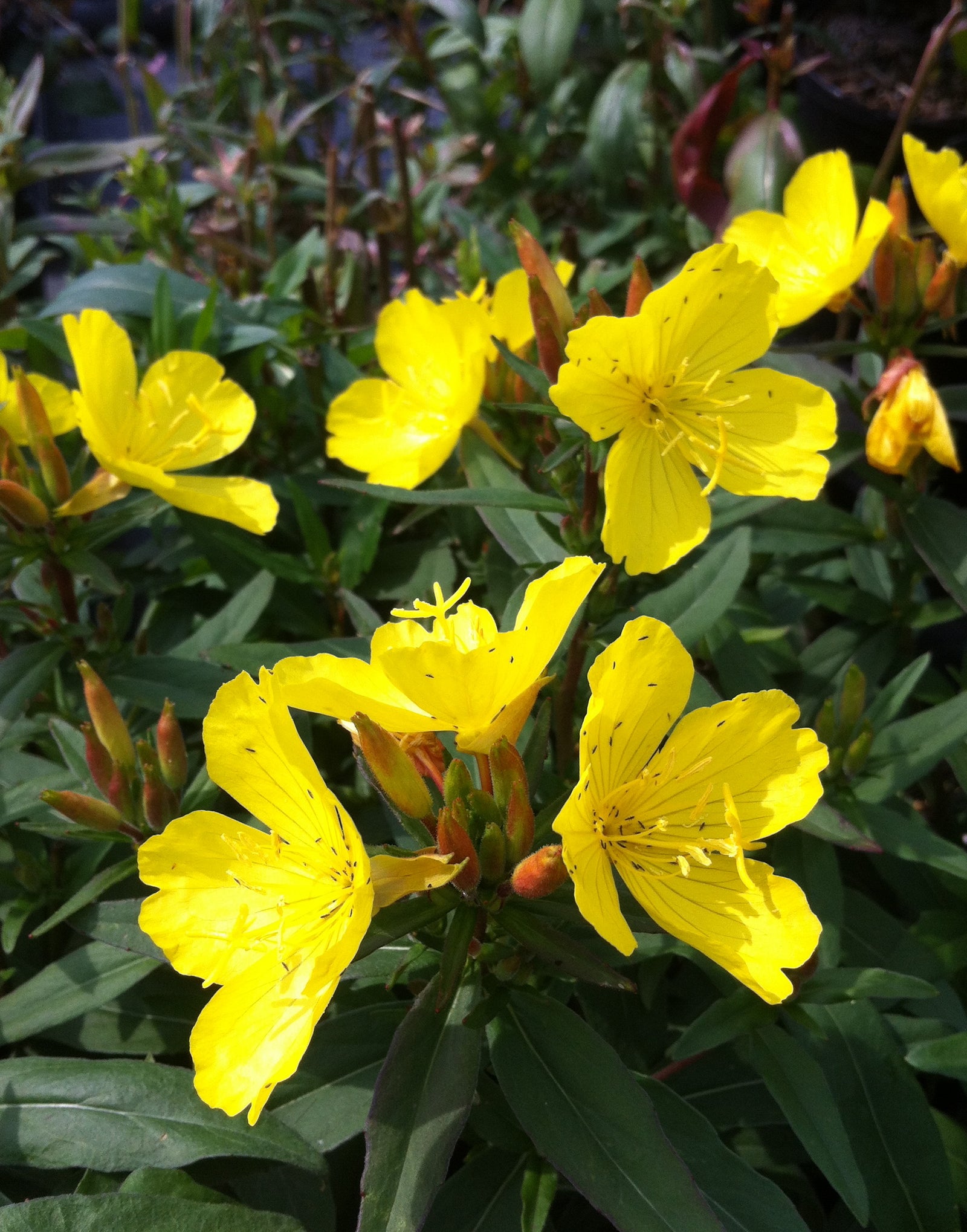 Oenothera fruticosa ssp. glauca Sundrops