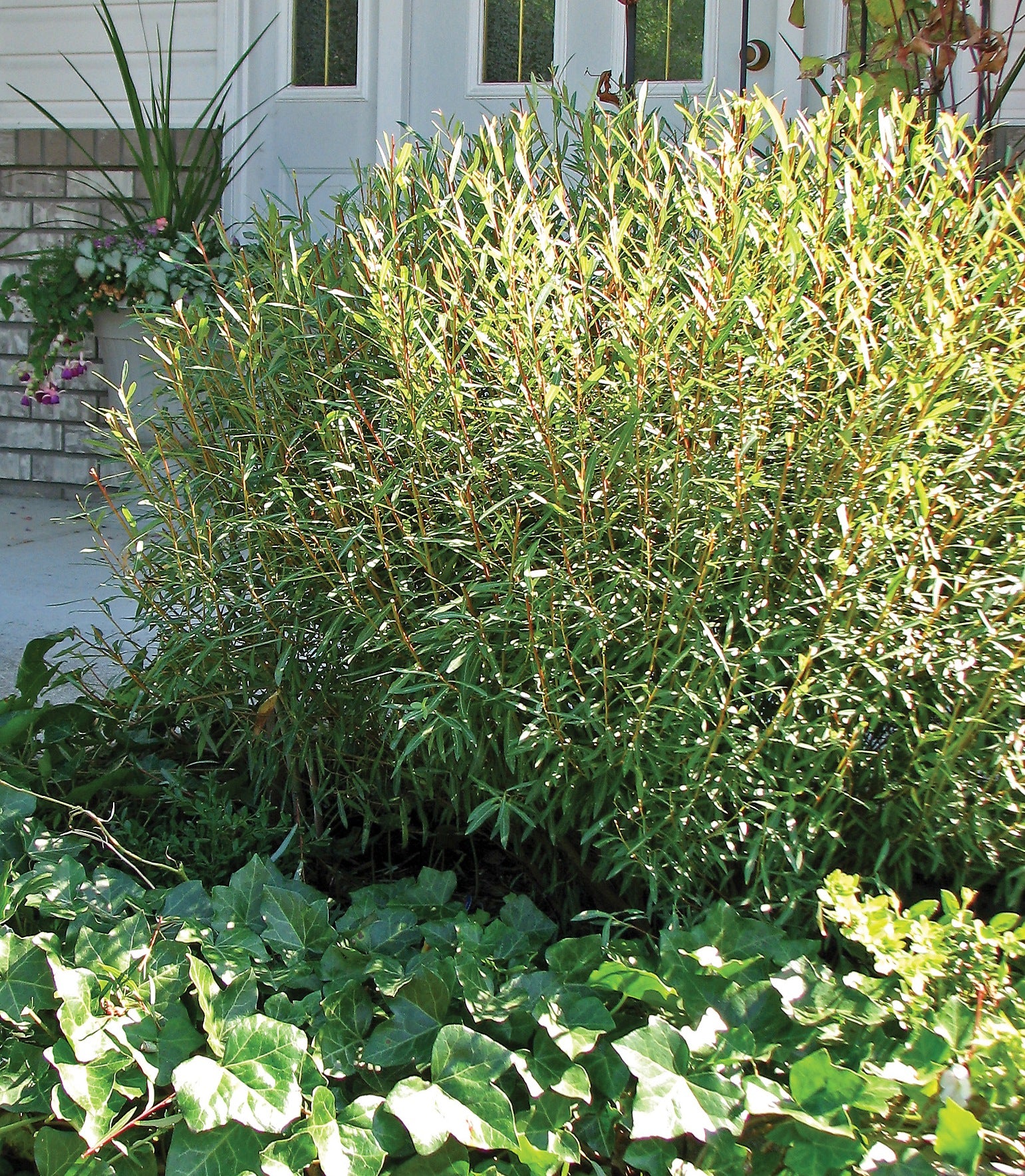 Salix purpurea Nana Blue Arctic Willow