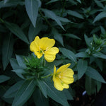 Oenothera biennis Evening Primrose