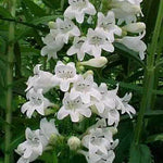 Penstemon digitalis Foxglove Beardtongue