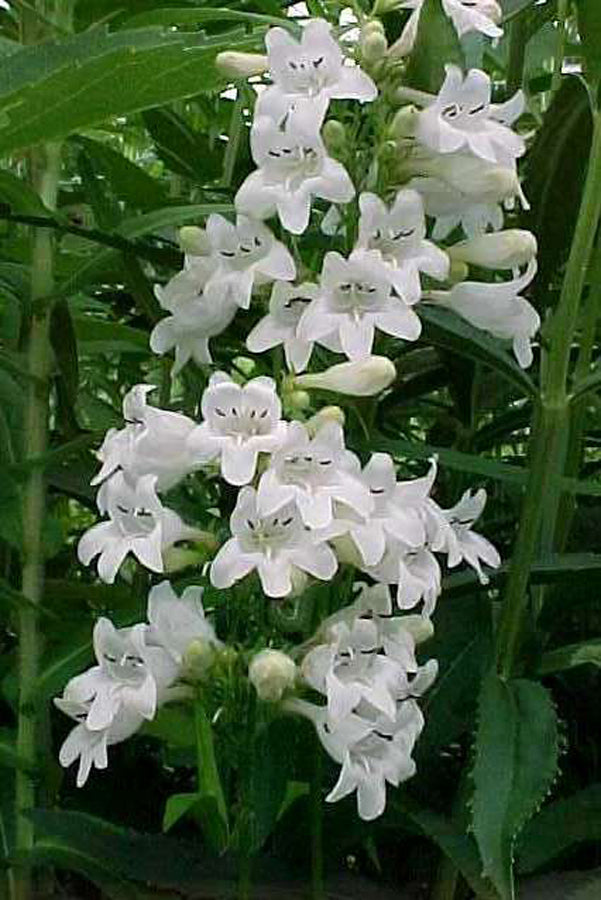 Penstemon digitalis Foxglove Beardtongue