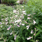 Penstemon hirsutus Hairy Beardtongue