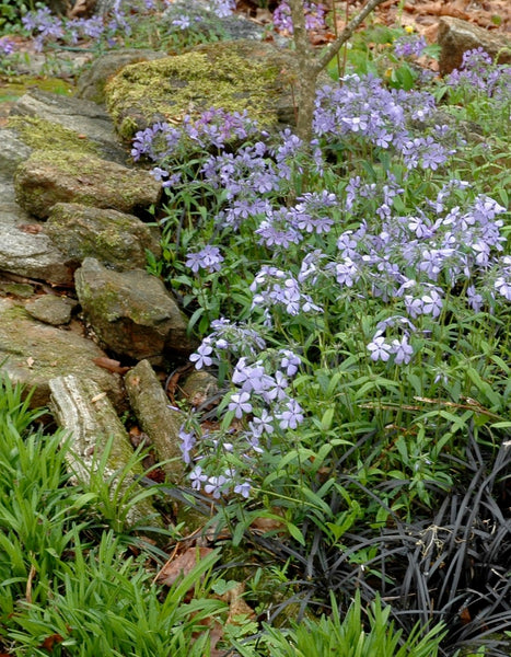 Woodland Phlox – GardenTap Woodland Phlox – GardenTap