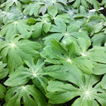 Podophyllum peltatum Mayapple