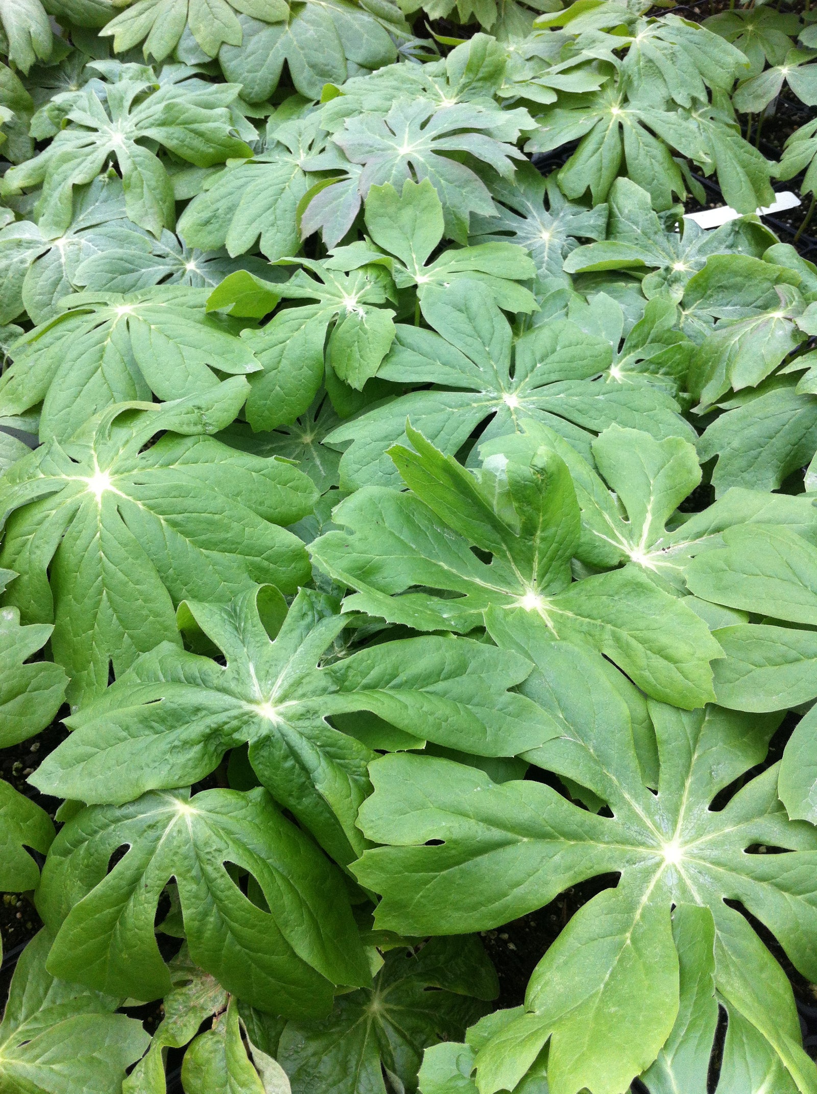 Podophyllum peltatum Mayapple