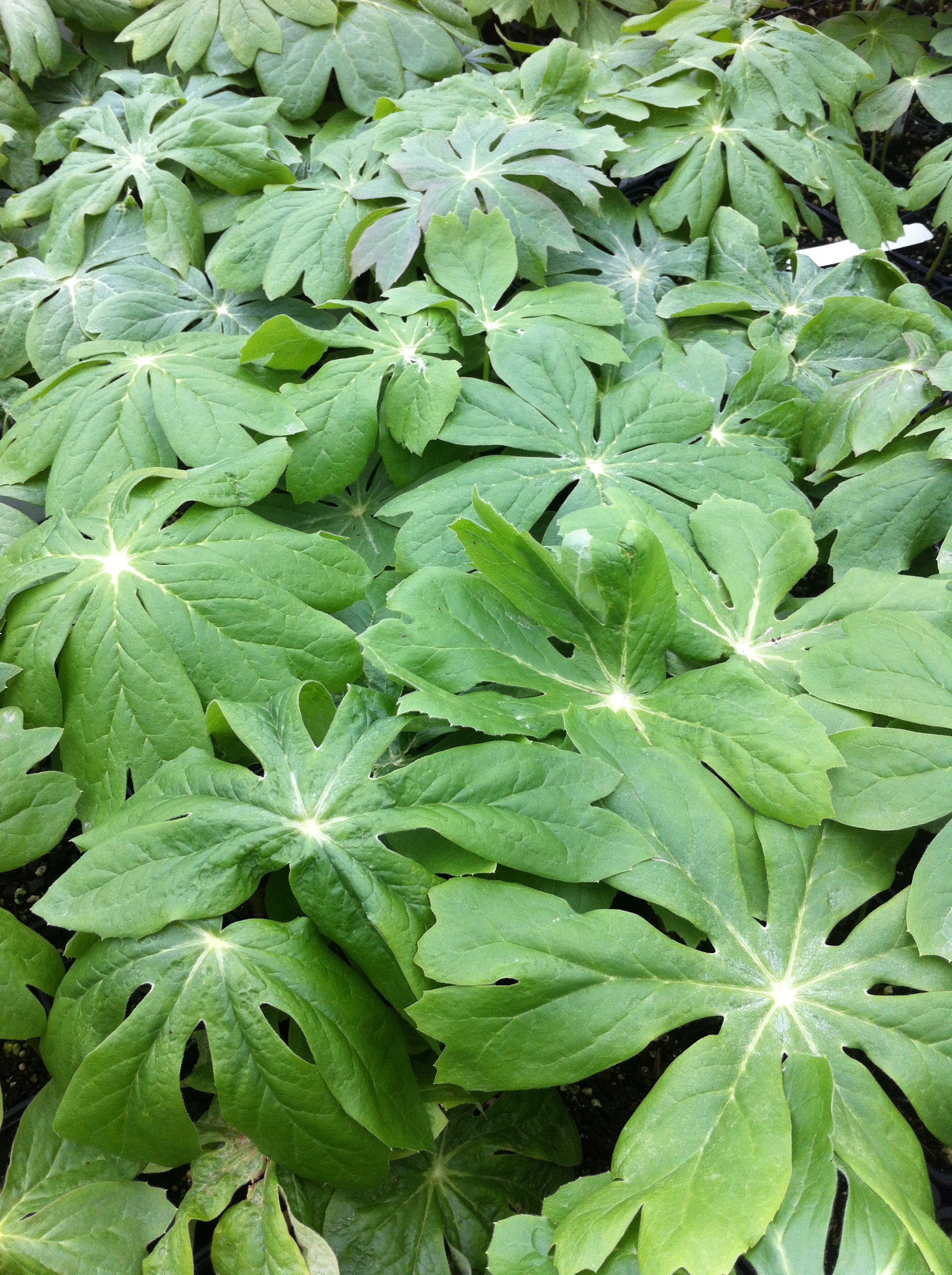 Podophyllum peltatum Mayapple