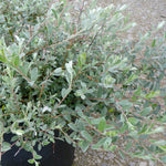 Salix repens Creeping Willow