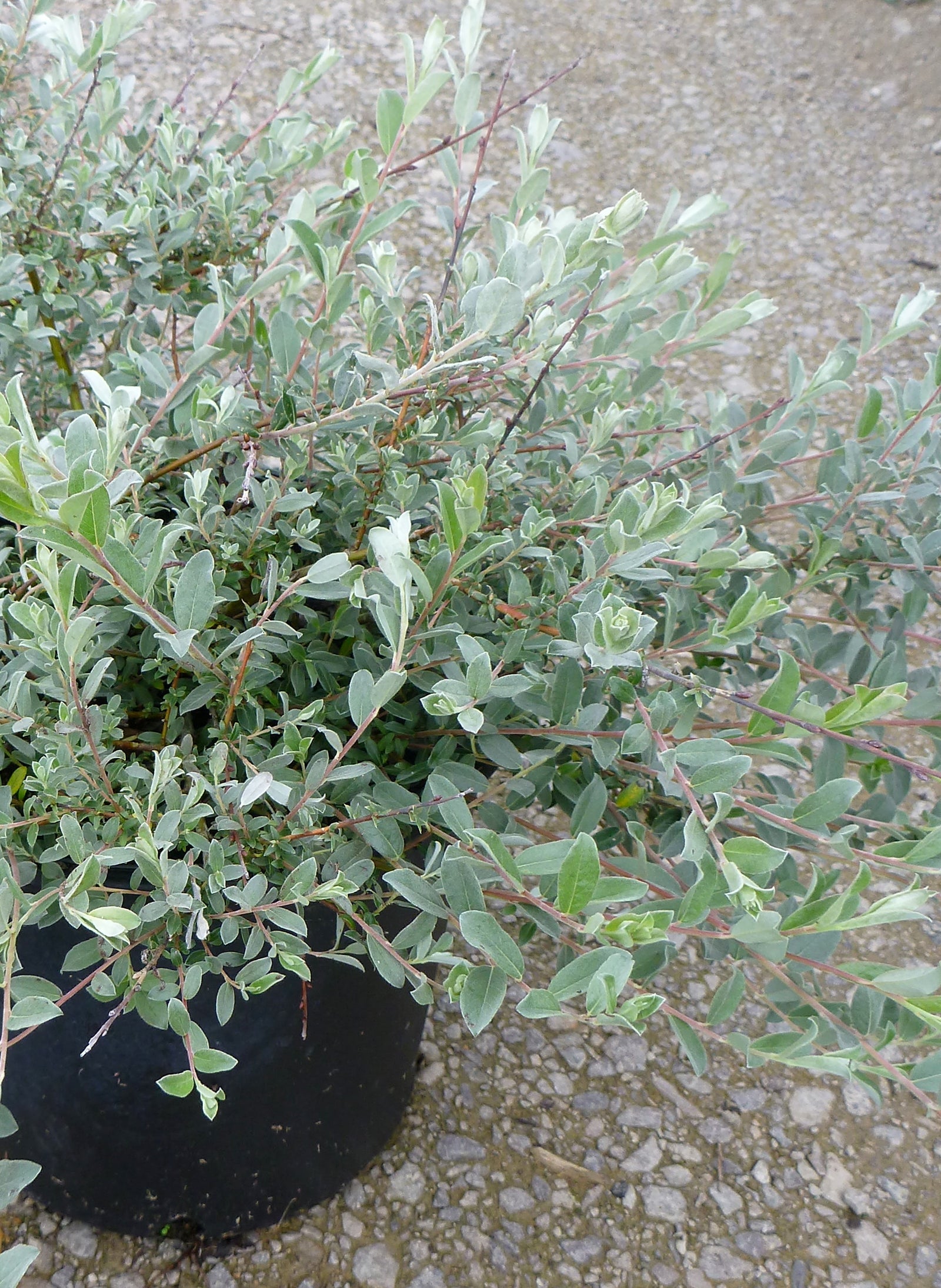 Salix repens Creeping Willow