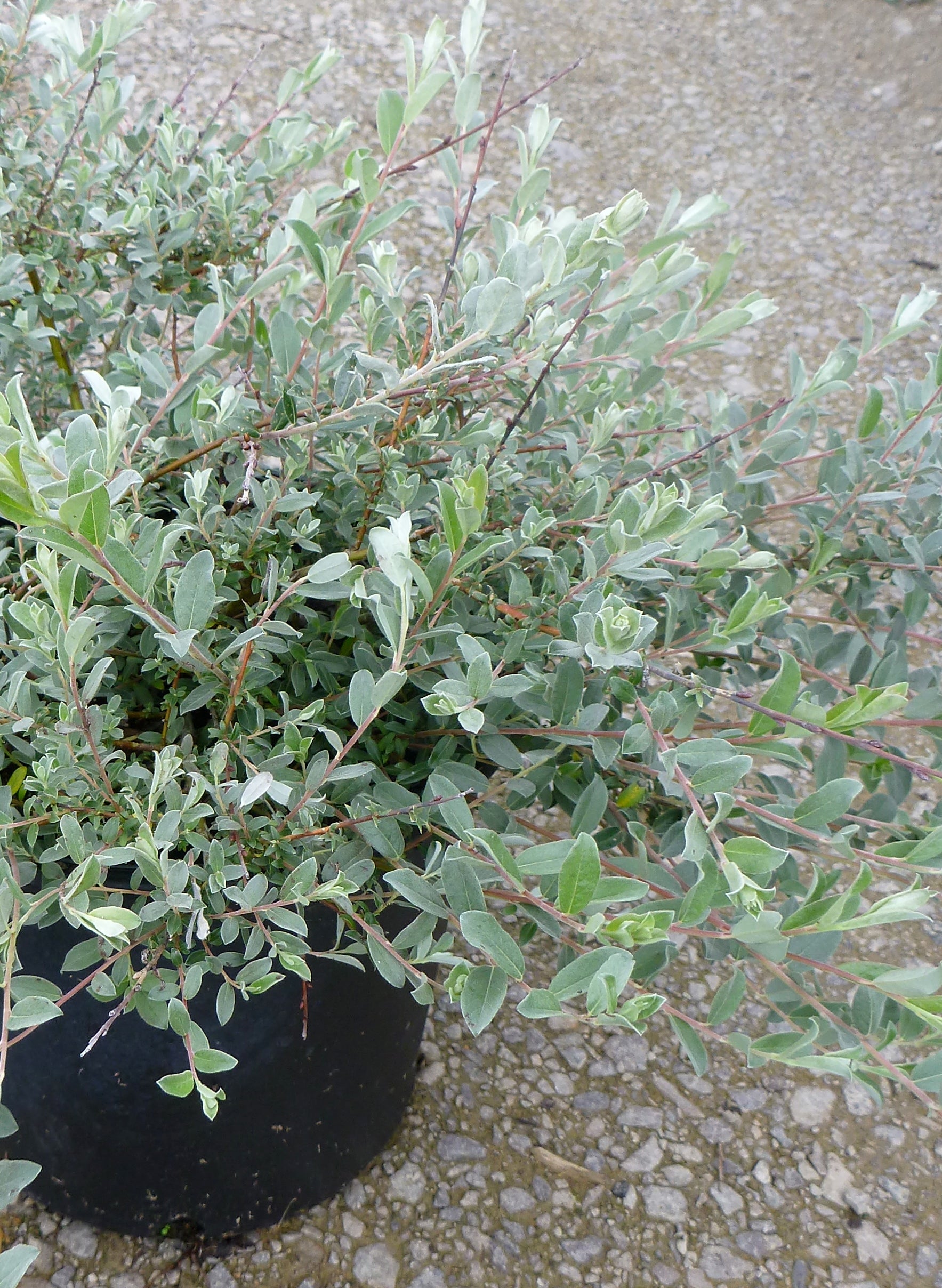 Salix repens Creeping Willow