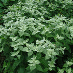 Pycnanthemum muticum Short Toothed Mountain Mint