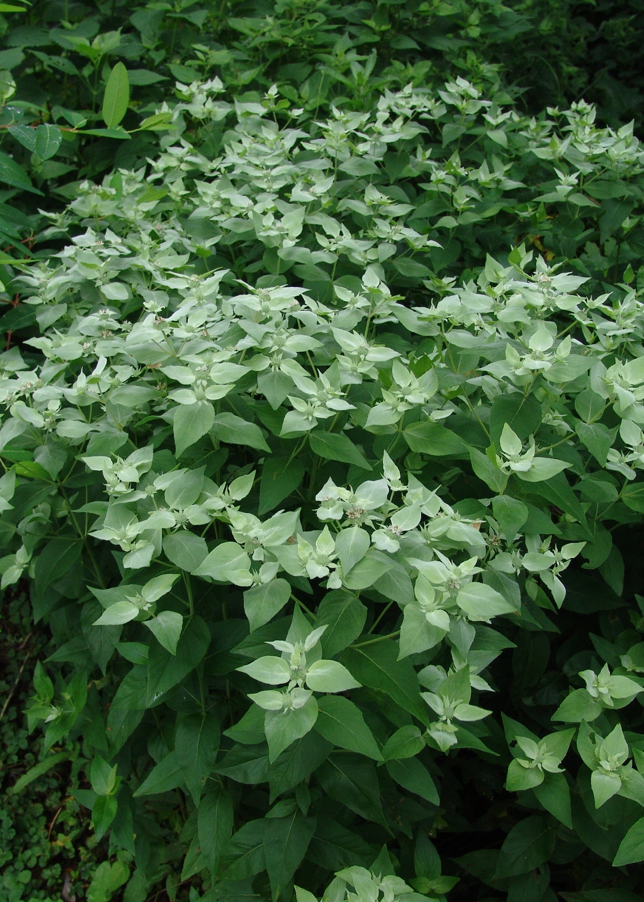 Pycnanthemum muticum Short Toothed Mountain Mint