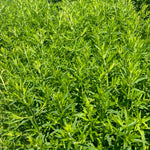Pycnanthemum virginianum Virginia Mountain Mint