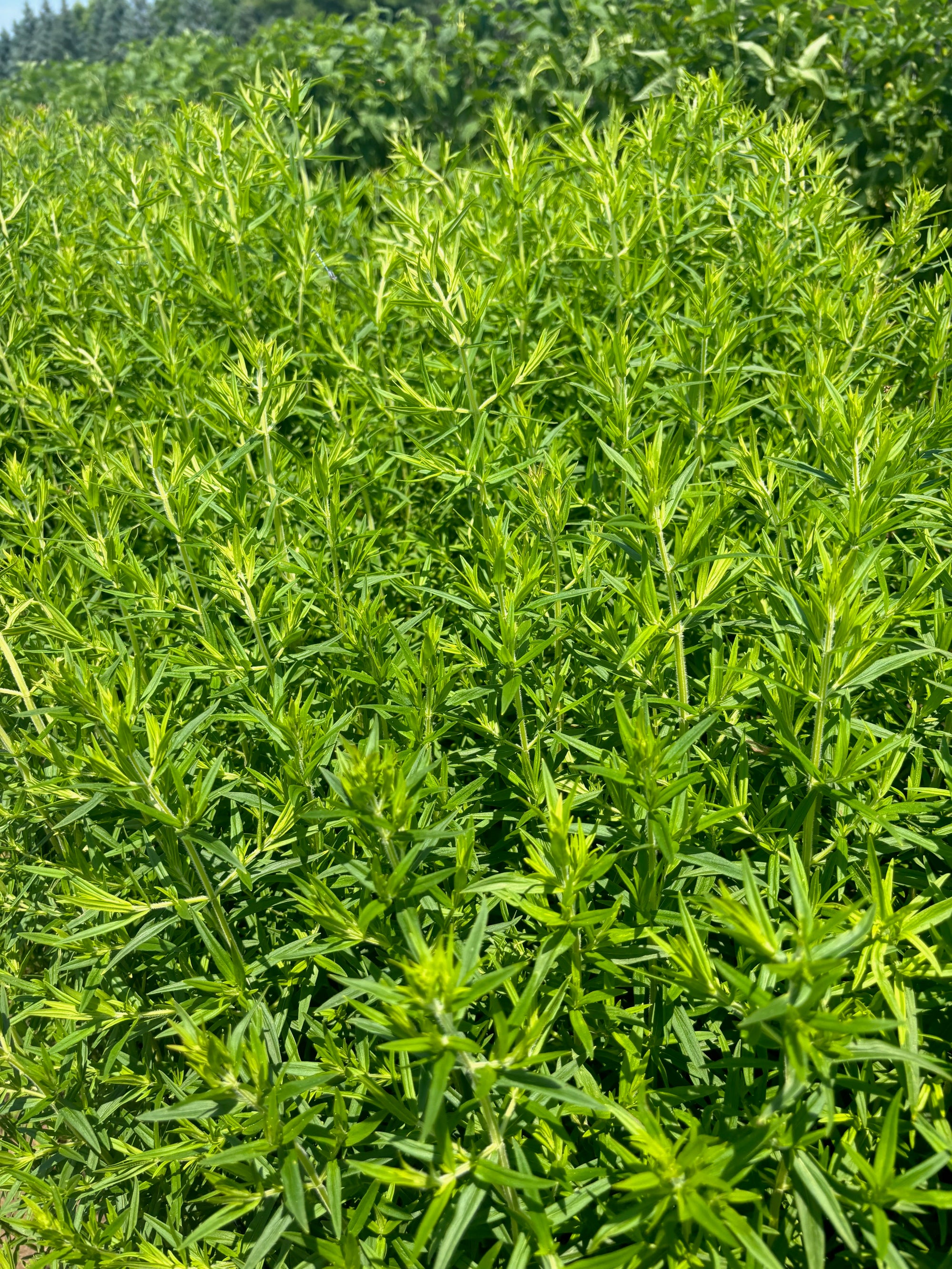 Pycnanthemum virginianum Virginia Mountain Mint