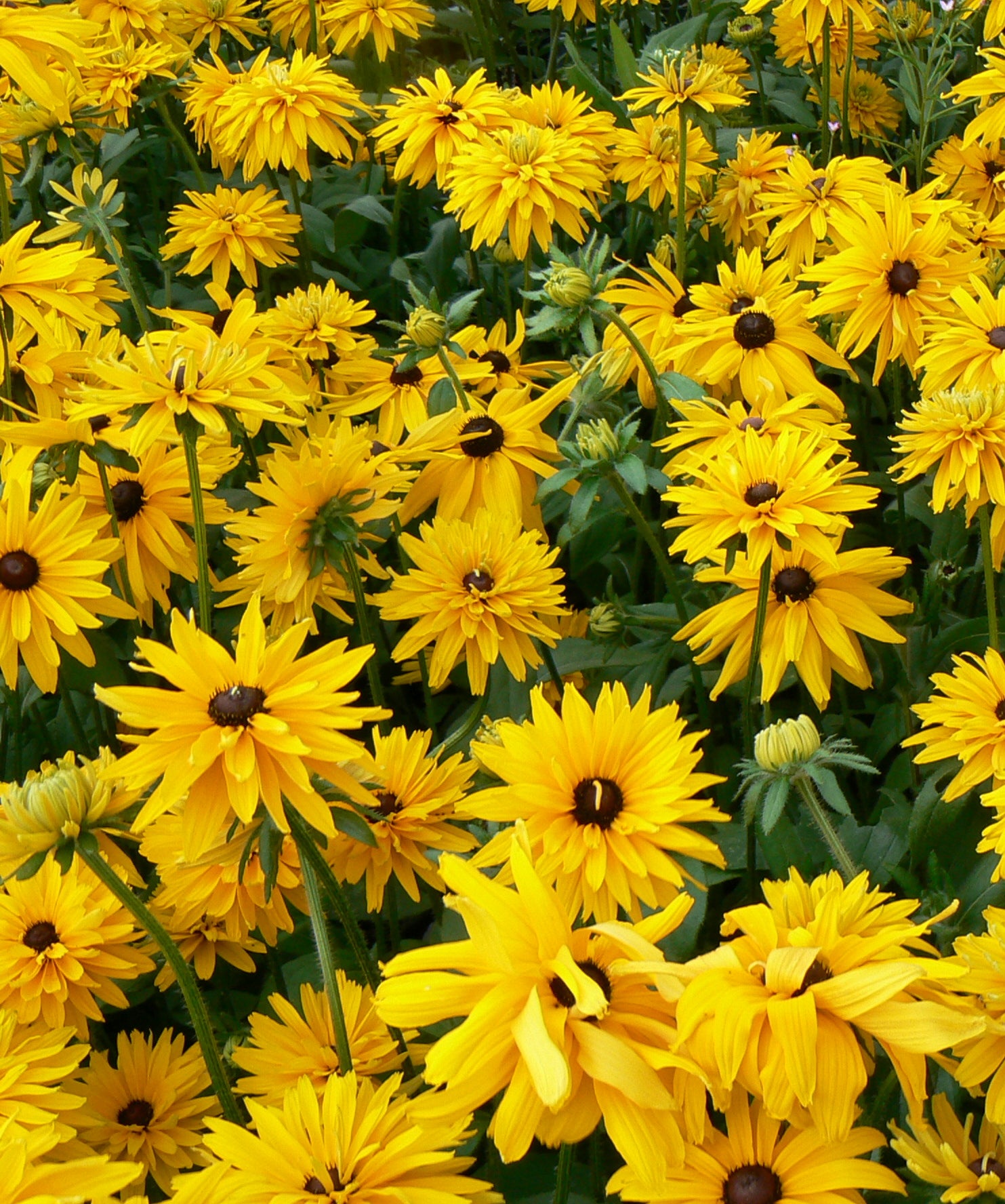 Rudbeckia hirta Gloriosa Daisy