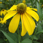 Rudbeckia laciniata Cutleaf Coneflower