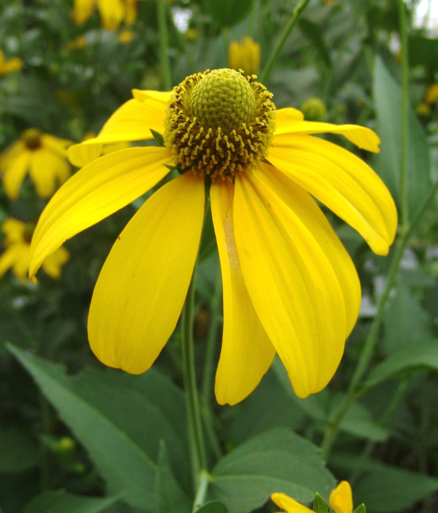 Rudbeckia laciniata Cutleaf Coneflower
