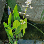 Sagittaria latifolia Arrowhead