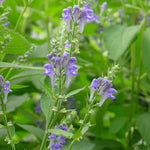 Scutellaria incana Hoary Skullcap