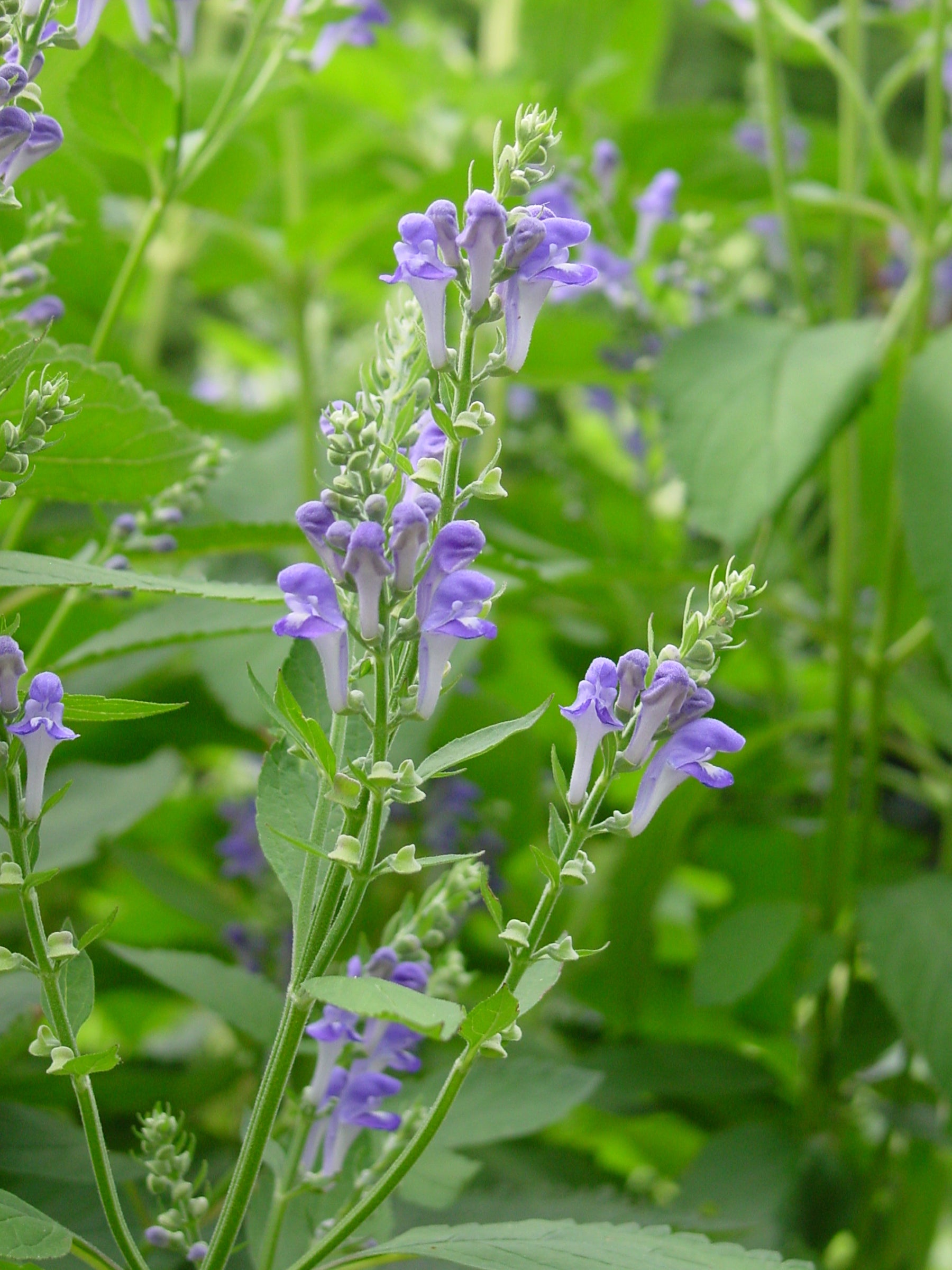 Scutellaria incana Hoary Skullcap
