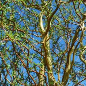 Salix x Scarlet Curls Scarcuzam Scarlet Curls Willow
