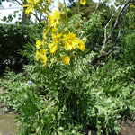 Silphium laciniatum Compass Plant