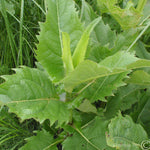 Silphium perfoliatum Cup Plant