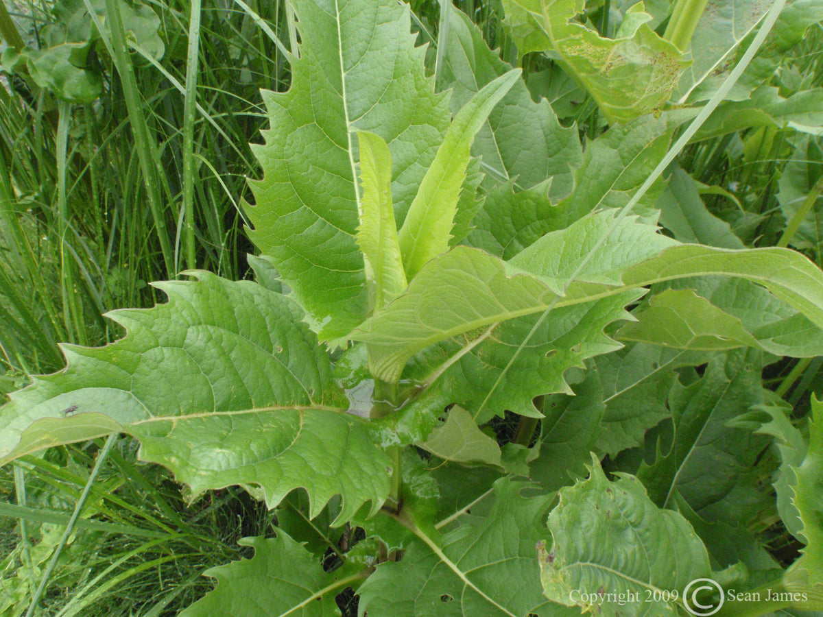 Silphium perfoliatum Cup Plant