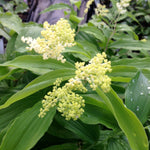 Smilacina racemosa False Solomon's Seal