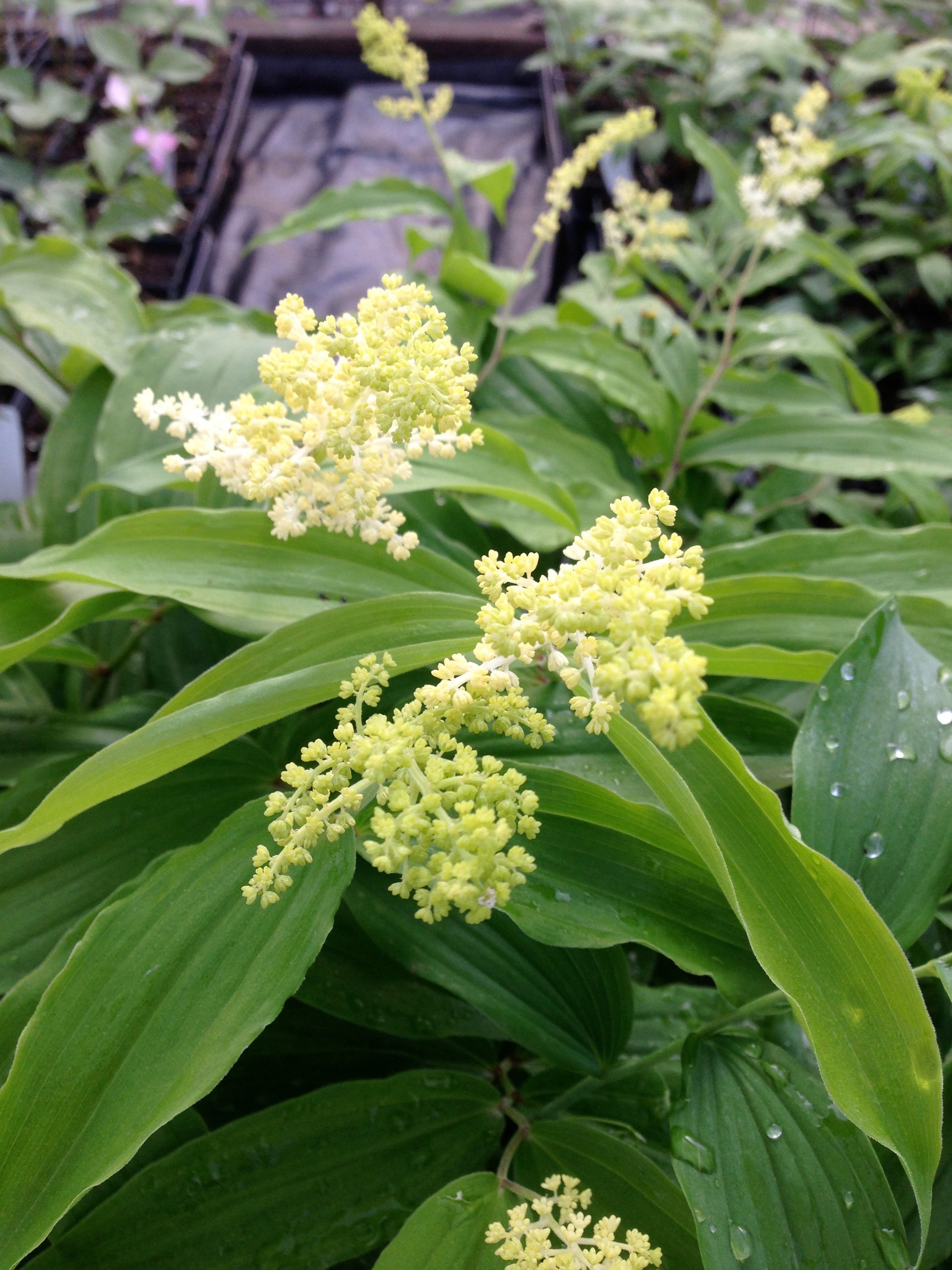 Smilacina racemosa False Solomon's Seal
