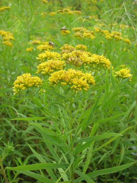 Solidago graminifolia Grass leaved Goldenrod