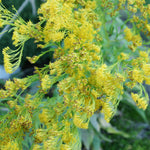 Solidago rigida Stiff Goldenrod