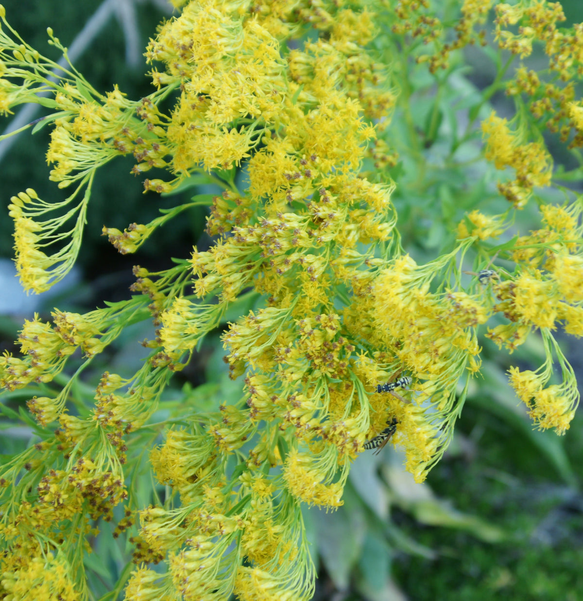 Solidago Rigida Golden Rockets Stiff Goldenrod – GardenTap