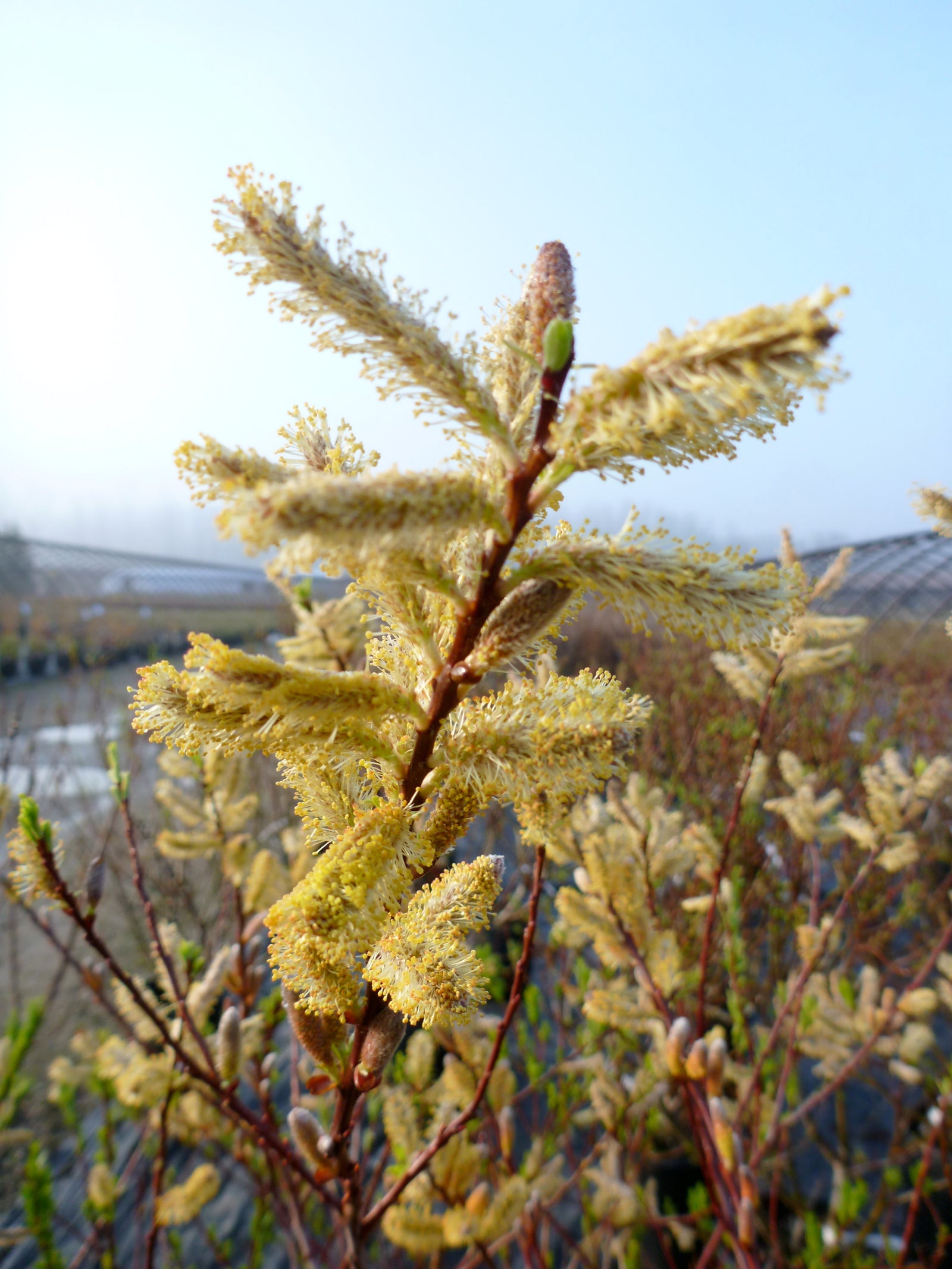 Salix udensis Sekka Dragon Willow