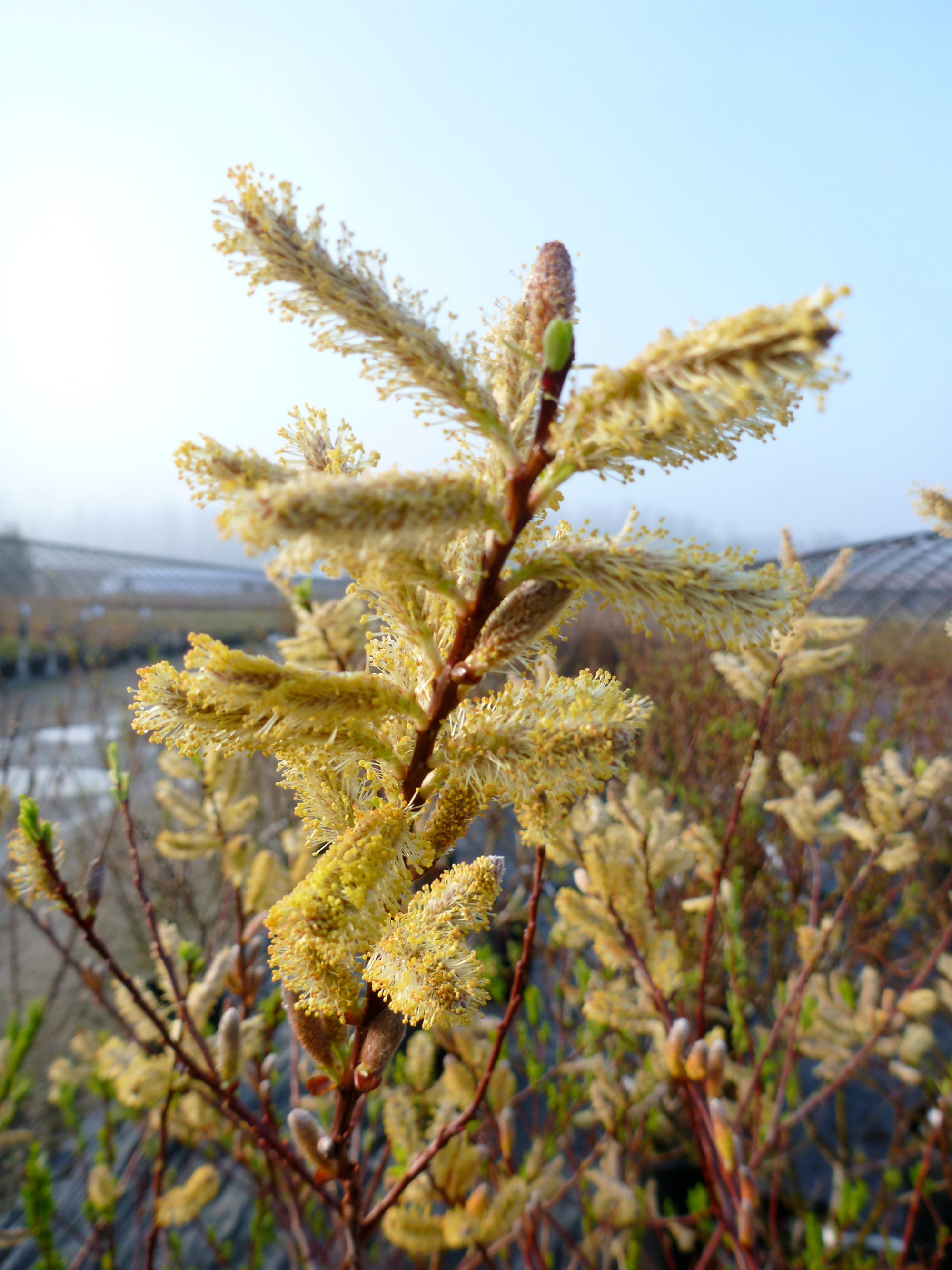 Salix udensis Sekka Dragon Willow
