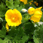 Stylophorum diphyllum Celandine Poppy