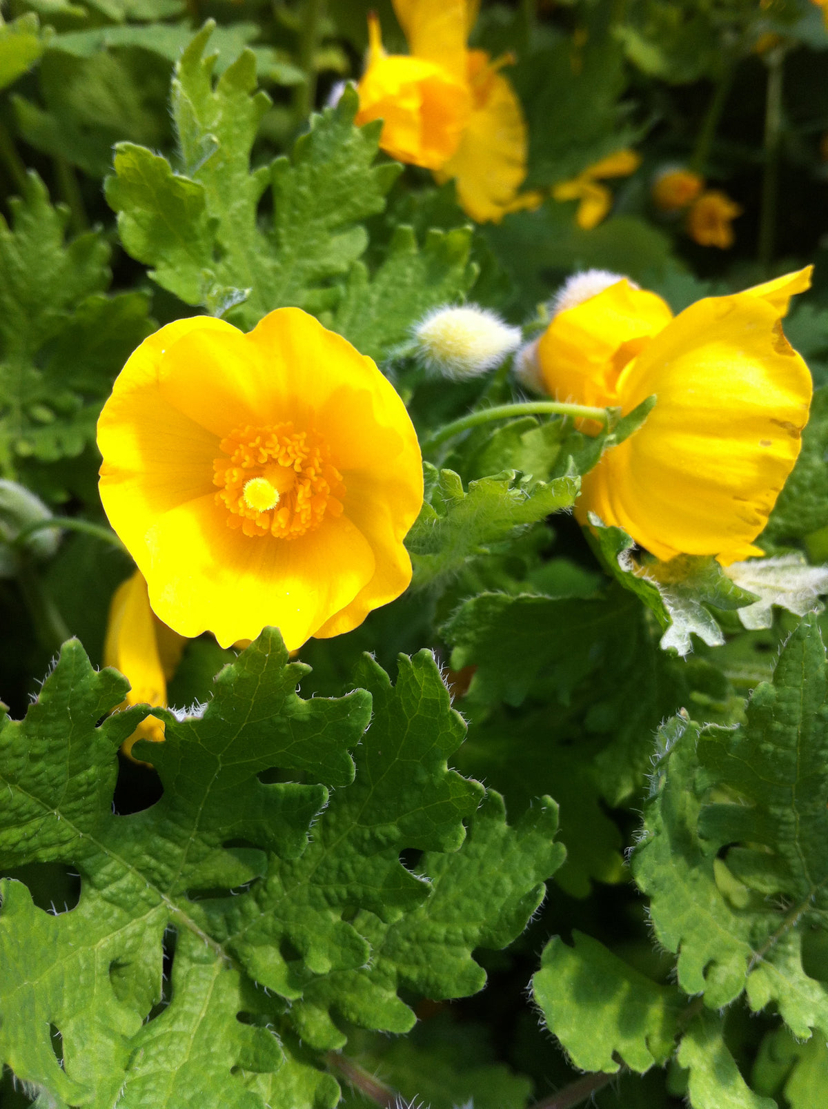 Stylophorum diphyllum Celandine Poppy