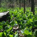 Symplocarpus foetidus Skunk Cabbage