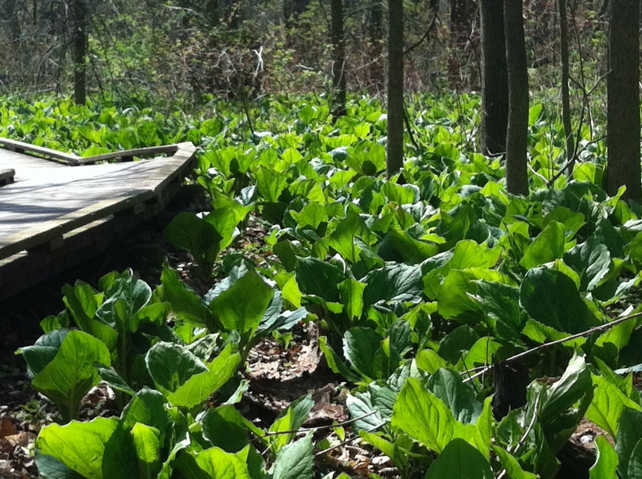 Symplocarpus foetidus Skunk Cabbage
