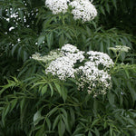 Sambucus canadensis American Elderberry