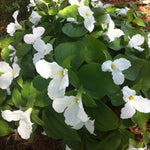 Trillium grandiflorum White Trillium