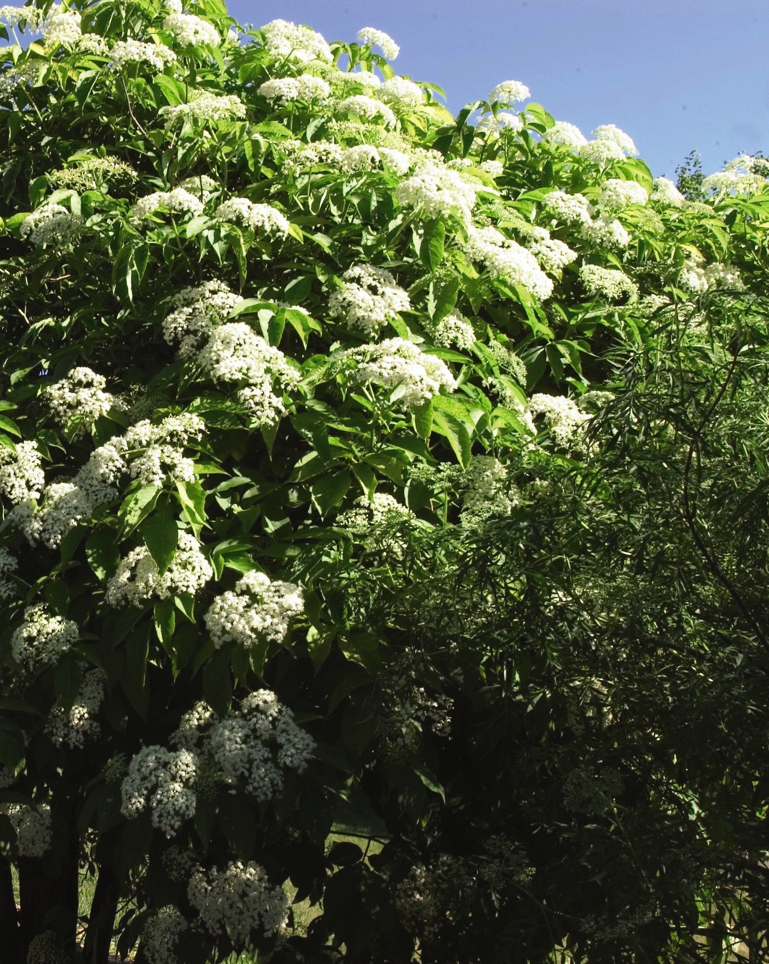 Sambucus canadensis Aurea Golden Elderberry