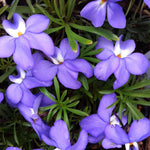 Viola pedata Bird's Foot Violet