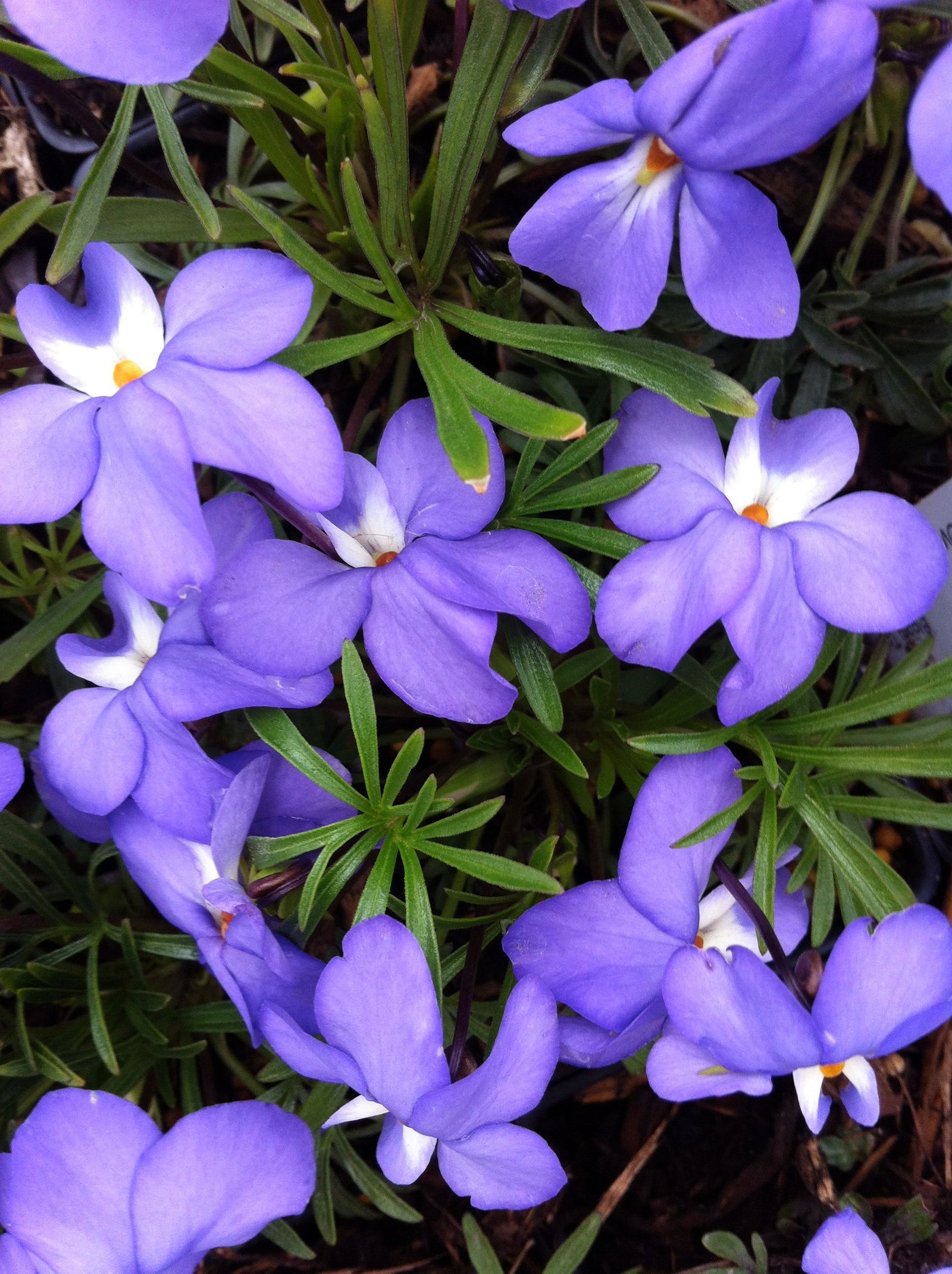 Viola pedata Bird's Foot Violet