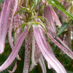 Campanula x Pink Octopus PP18885, COPF Bellflower