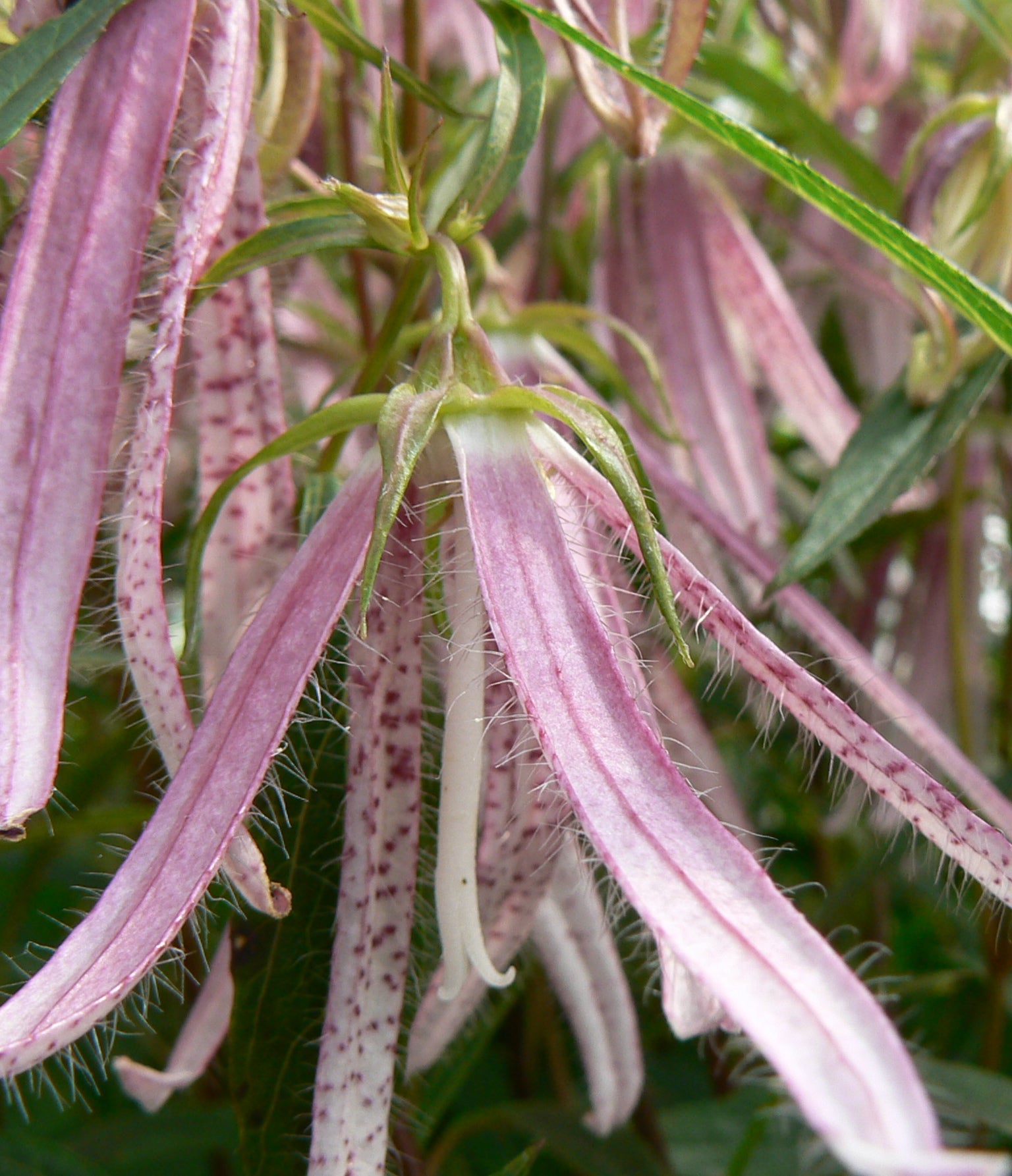 Campanula x Pink Octopus PP18885, COPF Bellflower