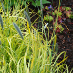 Alopecurus pratensis Aureovariegatus Golden Foxtail Grass